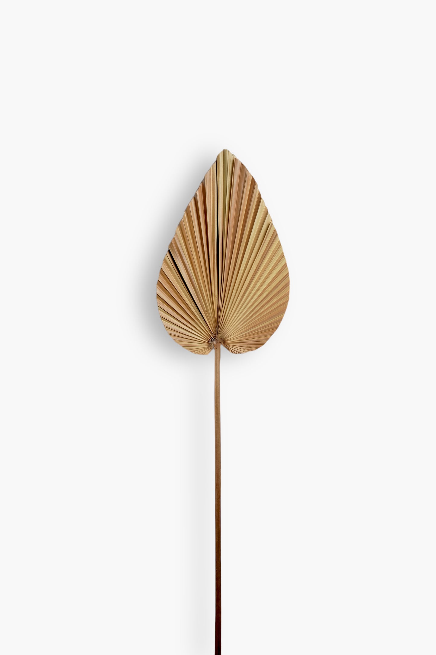 Dried Palm Leaf